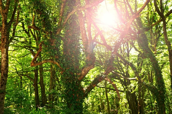 Картина тропічного лісового фону — стокове фото