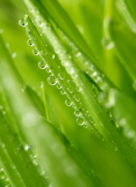 Fresh green grass with water drops on it Royalty Free Stock Photos