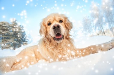 Lovely golden retriever playing in the snow clipart