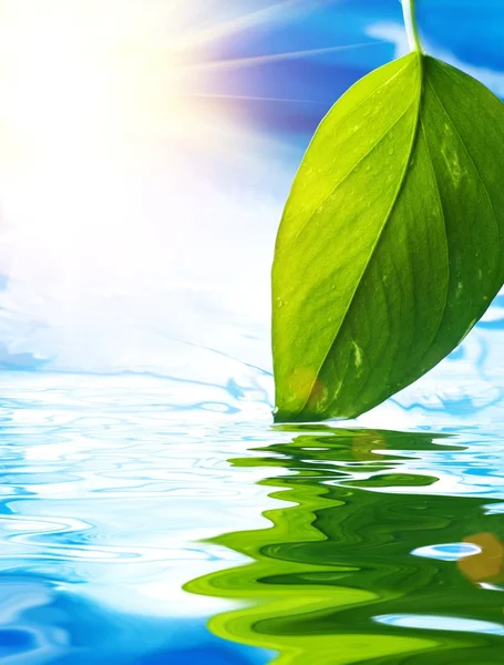 Folha verde fresca refletida na água azul — Fotografia de Stock