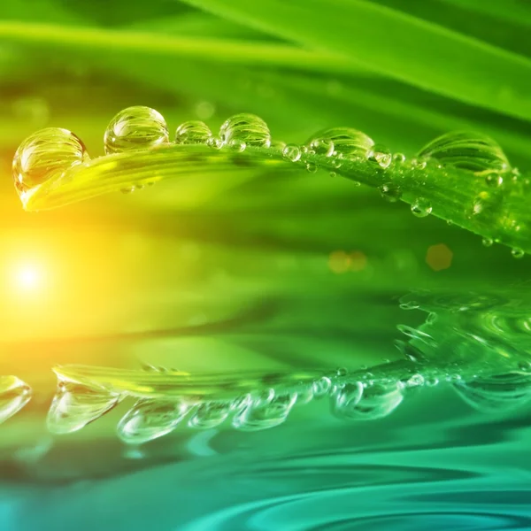 Φρέσκο πράσινο γρασίδι με σταγόνες νερού πάνω του — Φωτογραφία Αρχείου