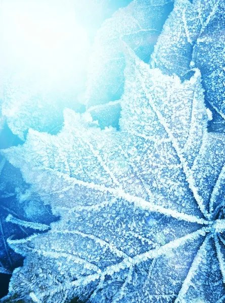 Bevroren blad textuur — Stockfoto