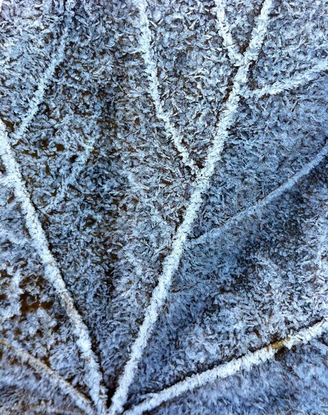 Tekstura mrożonych liści — Zdjęcie stockowe