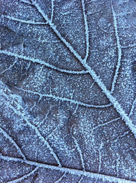 Textura foliar congelada — Fotografia de Stock