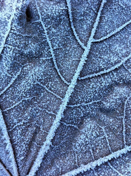 Tekstura mrożonych liści — Zdjęcie stockowe