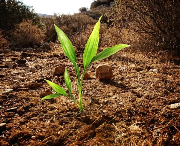 stock image Green plant growing through dry soil