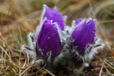 Purple flowers with dew drops clipart