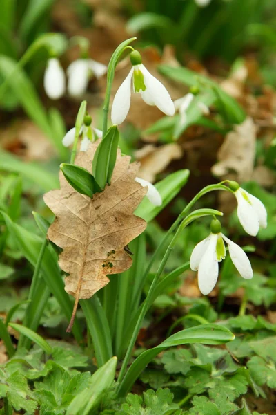 Snowdrops, sprouted through the leaf — Stock Photo, Image