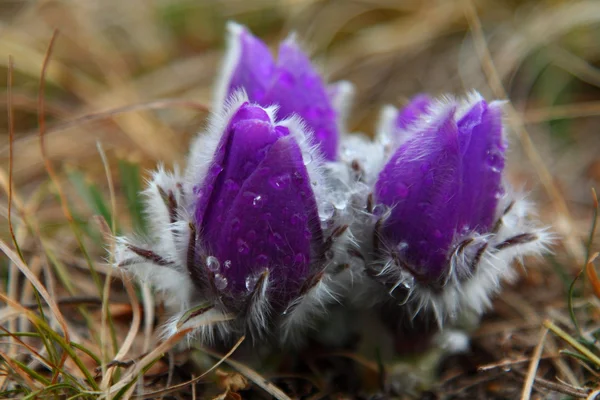露の滴と紫の花 ストック画像