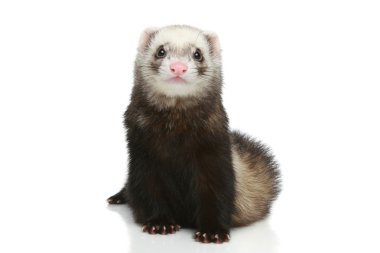 Ferret on a white background clipart