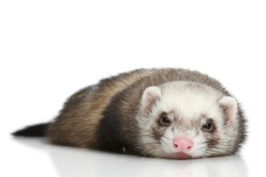 Ferret on a white background clipart