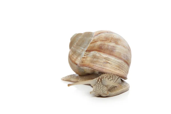 Snail crawling — Stock Photo, Image