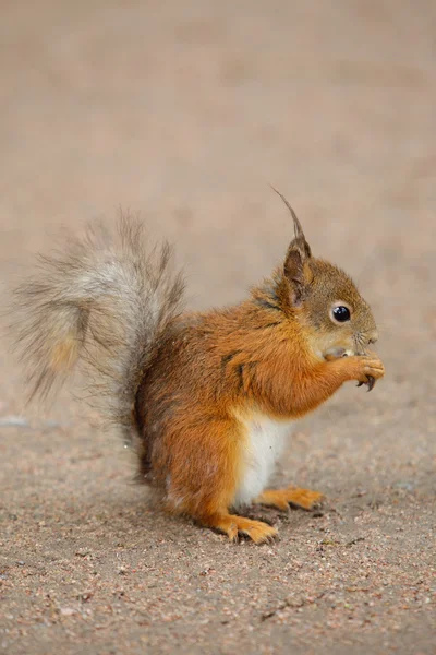다람쥐, 견과를 갉아먹는 모습 스톡 사진