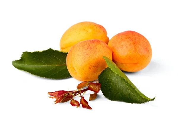 Плоды абрикоса — стоковое фото