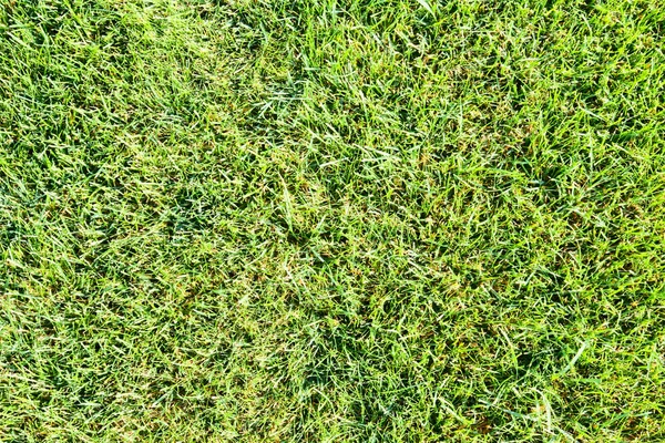 Grass lawn — Stock Photo, Image