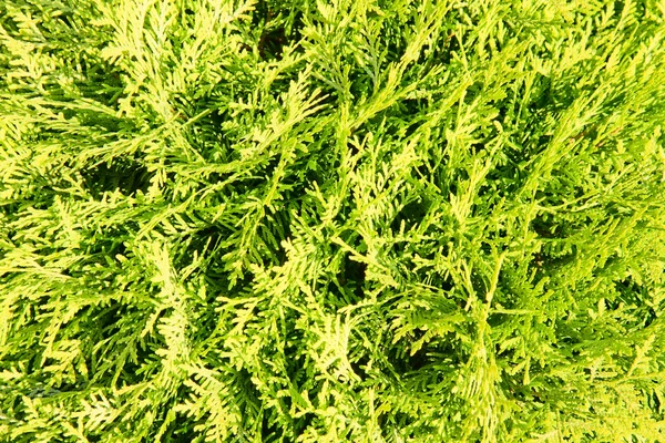 stock image Juniper branch