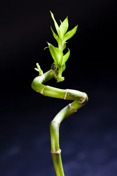 Zelené listy a bambus — Stock fotografie
