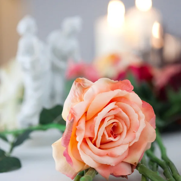 stock image Blossom pink roses