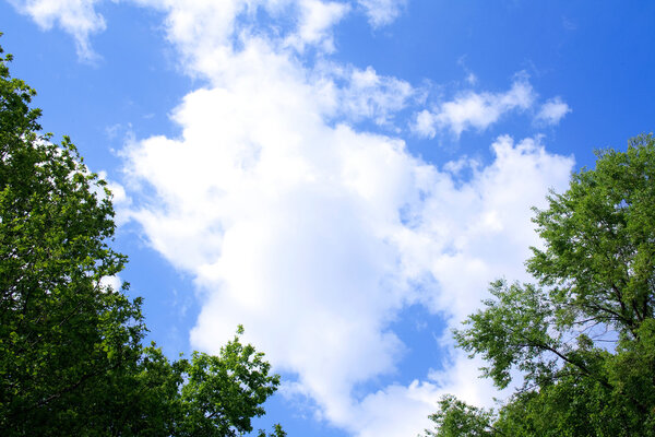 Leaves of the trees against the blue sky with clouds