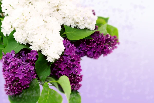 Lindos lilás isolado — Fotografia de Stock