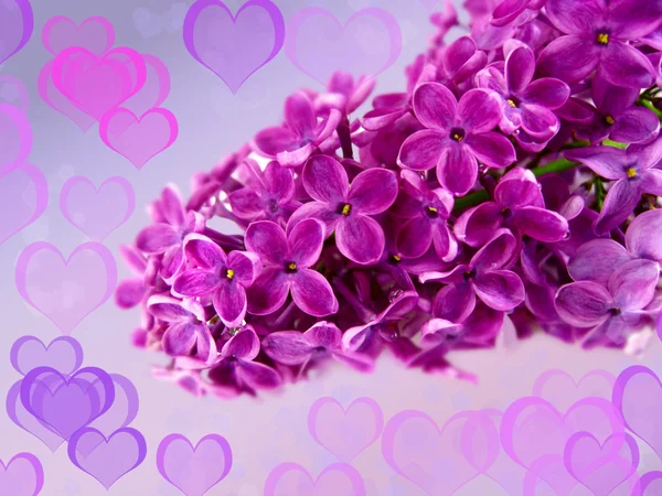 Lilacs — Stock Photo, Image