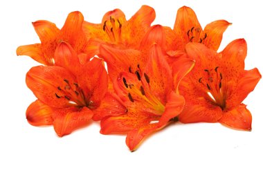 Tiger lily flowers clipart