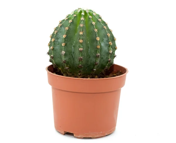 Kaktusz füvön — Stock Fotó