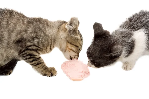 Kittens eat a piece of sausage — Stock Photo, Image