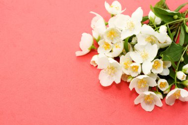 Bouquet of jasmine clipart