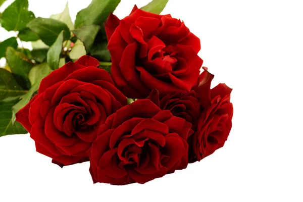 Krásná kytice růží — Stock fotografie