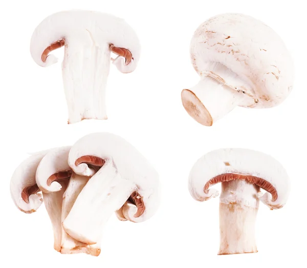 香菇 — 图库照片