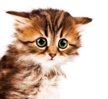 Cute kitten clipart