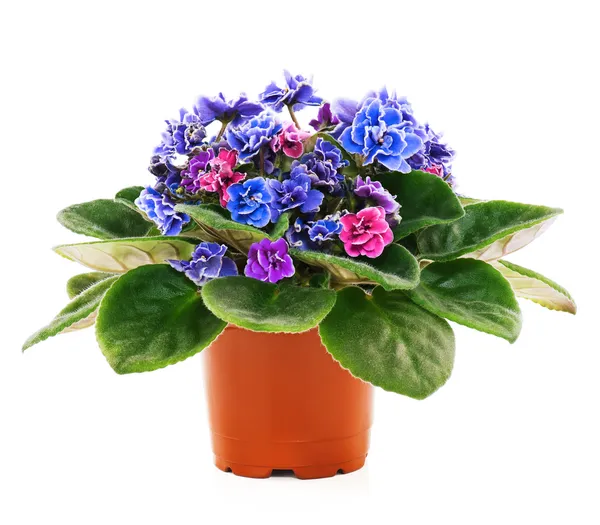 Violetas floridas — Fotografia de Stock