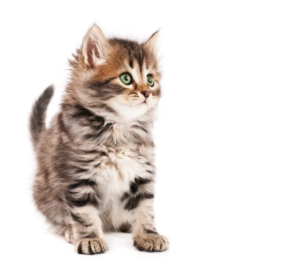 Şirin kedi yavrusu — Stok fotoğraf