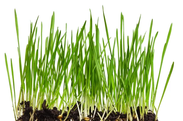 Hierba de trigo verde fresca —  Fotos de Stock