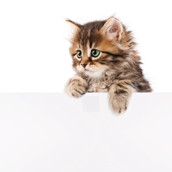 Pretty kitten peeking out of a blank sign — Stock Photo, Image