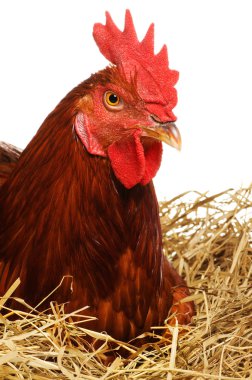 Hen on nest clipart