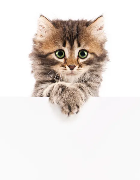 小猫与空白 免版税图库照片