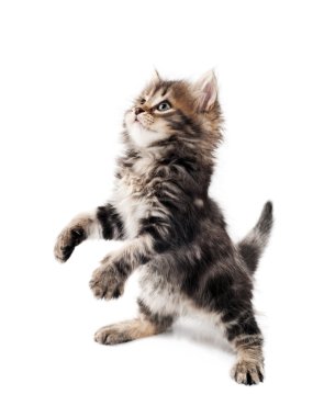 Cute kitten clipart