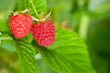 Raspberries clipart