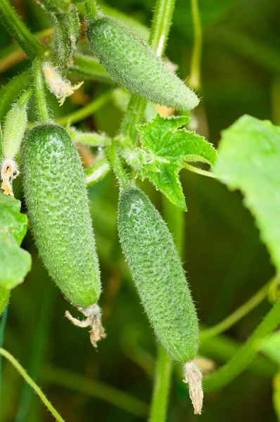 Cucumber on branch — Stock Photo, Image