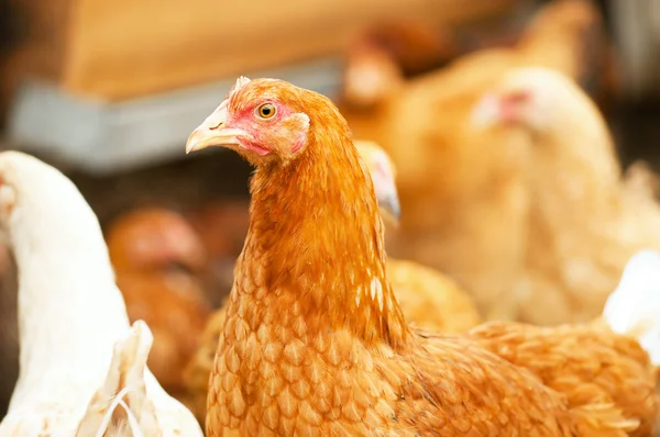 stock image Walking hens