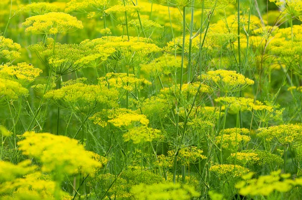 Blooming dill — Stock Photo, Image