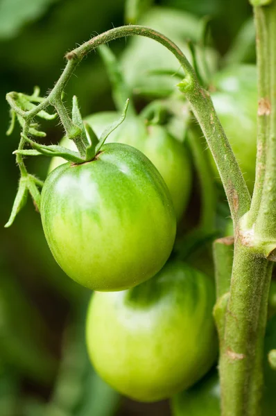 Tomatoes on bush — Stock Photo, Image
