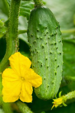 Cucumber on branch clipart