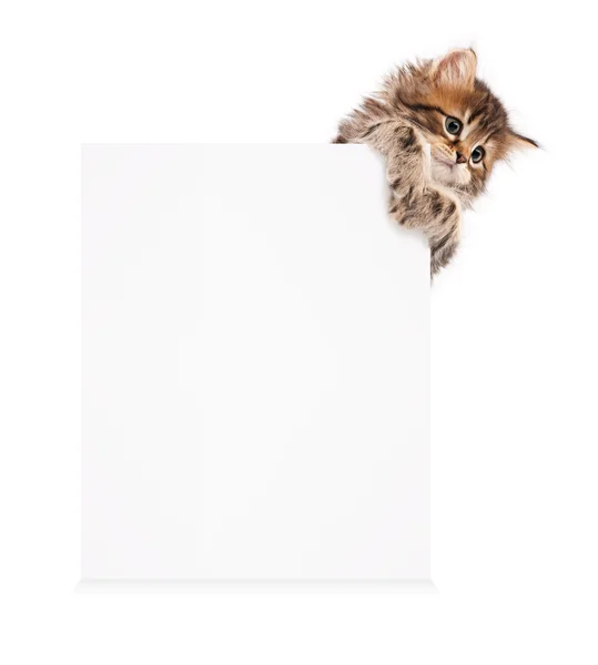 空白と子猫 — ストック写真