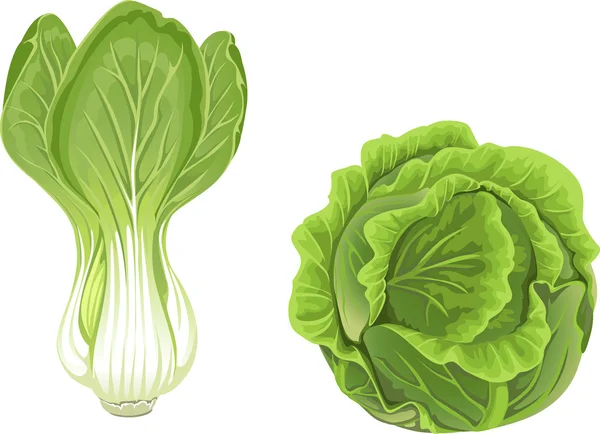 Head of green cabbage and lettuce — Stock Vector