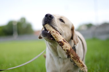 Labrador.