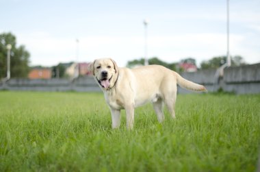 Labrador.