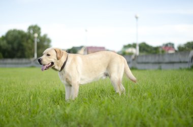 Labrador.